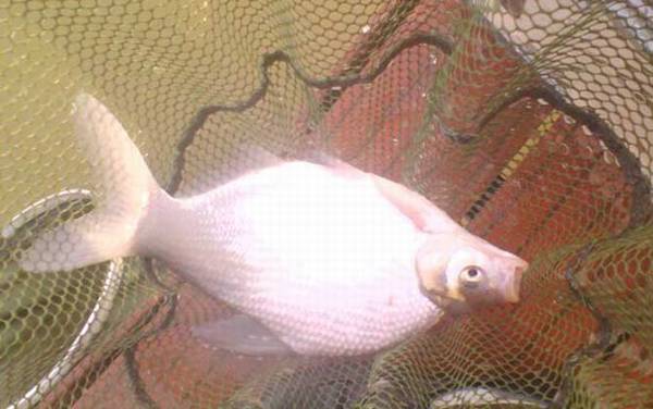 钓鳊鱼技巧及饵料配方