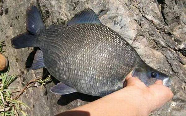 钓鳊鱼技巧及饵料配方
