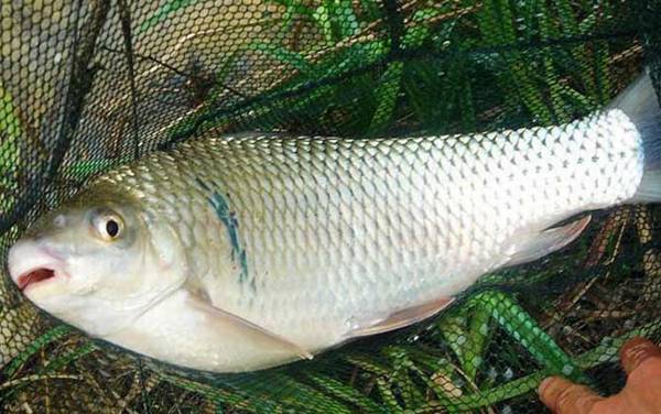 夏天钓土鲮鱼最佳时间是什么时候?