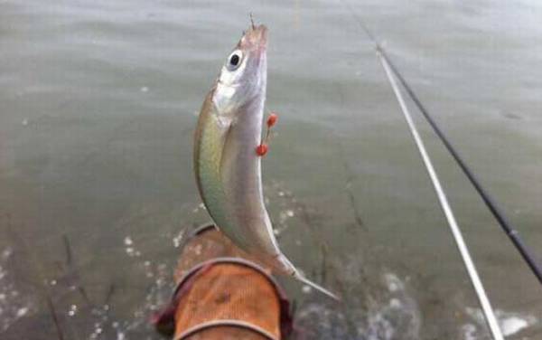 白条鱼钓底还是钓浮?