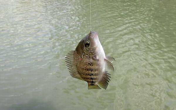 钓罗非鱼技巧口诀及饵料配方