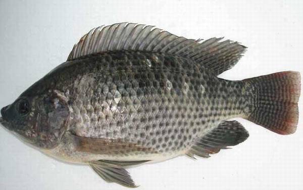 钓罗非鱼技巧及注意事项