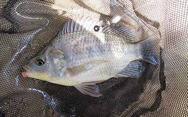 钓罗非鱼是钓深还是钓浅?