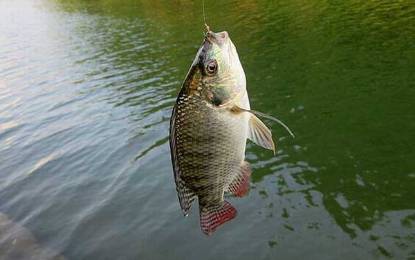钓罗非鱼调几钓几比较好?