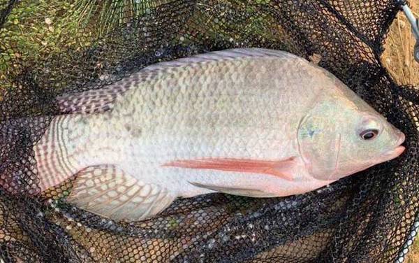 野钓大罗非钓多深合适?