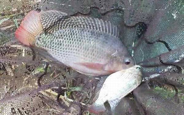 野钓大罗非钓多深合适?