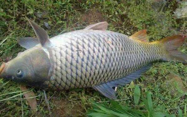 钓鲤鱼怎么选钓位?