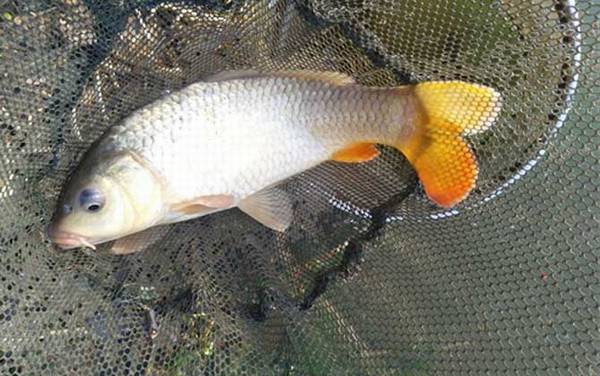 钓鲤鱼离底多少合适?