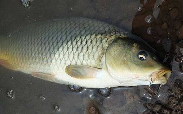 怎样钓鲤鱼上鱼快?