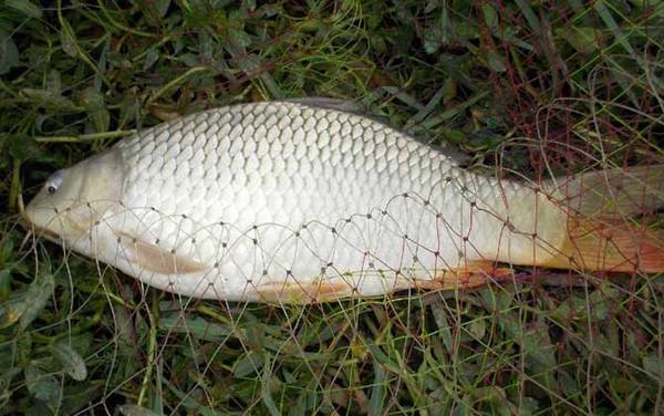 怎样钓鲤鱼上鱼快?