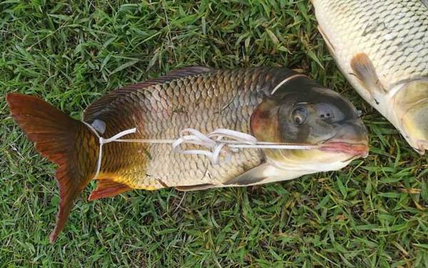 开春什么时候钓鲤鱼?