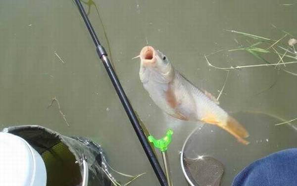 夏季钓鲤鱼怎么选钓位?