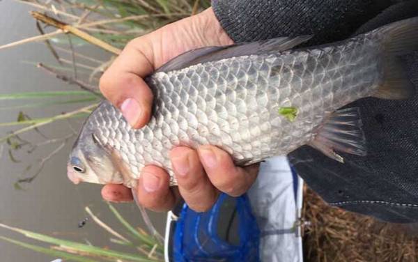 公认钓鲫鱼最快的钓法,钓鲫鱼很简单,但要速钓鲫鱼却不简单!