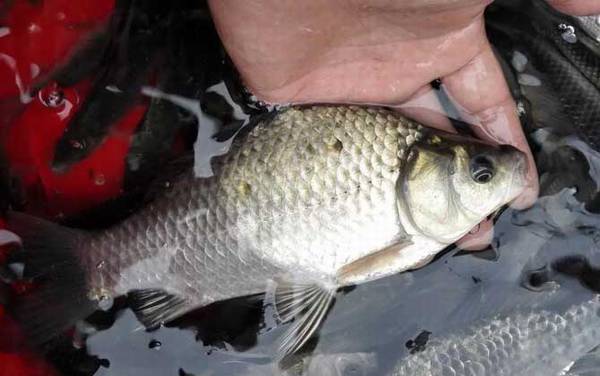 公认钓鲫鱼最快的钓法,钓鲫鱼很简单,但要速钓鲫鱼却不简单!