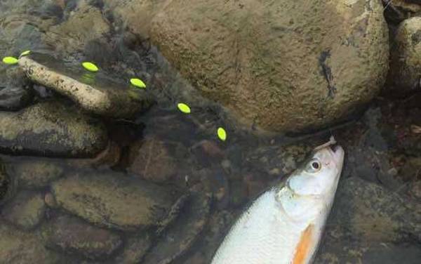 单钩七星漂调漂方法,比立漂调漂简单,一套线组只需调一次漂!