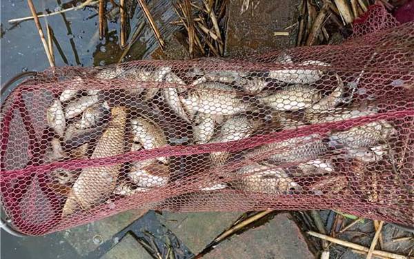 秋天钓鲫鱼饵料配方大全,这5款饵料配方,最适合秋天钓鲫鱼!