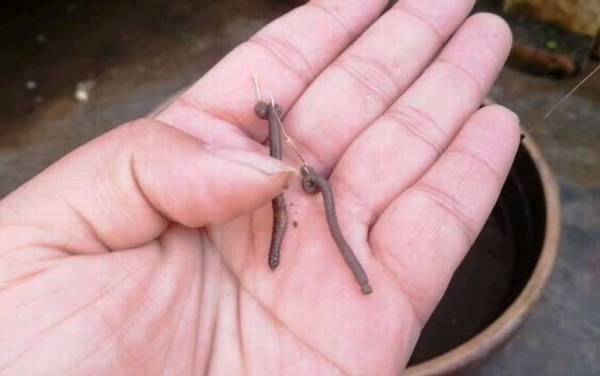 公认钓鲤鱼最好的饵料,试试这几款饵料,钓鲤鱼很少会“空军”!