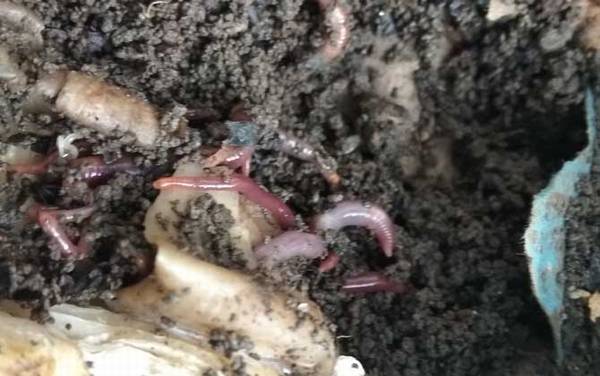 蚯蚓是什么动物?最常见的环节动物,全国各地普遍都有分布!