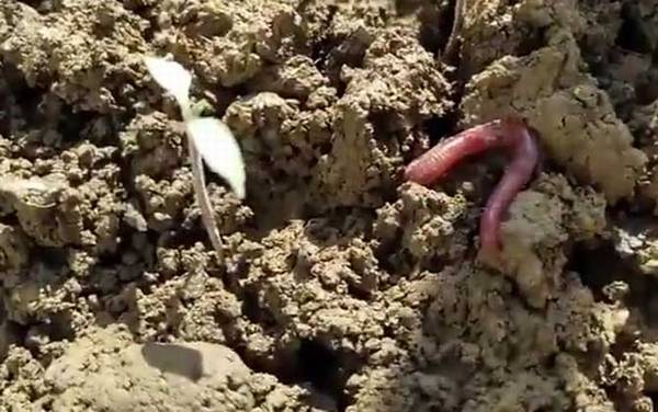 蚯蚓养殖的市场前景怎么样?前景广阔,很多领域都会用到蚯蚓!