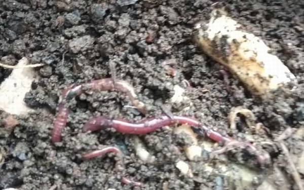 草莓是蚯蚓变的吗?肯定不是,草莓是植物,蚯蚓是动物!