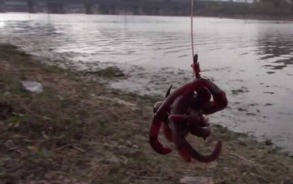 蚯蚓钓鱼的技巧和方法,名副其实的“万能饵料”,简单又好用!