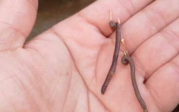 蚯蚓钓鱼用打窝吗?建议打窝,蚯蚓的诱鱼、留鱼效果比较差!