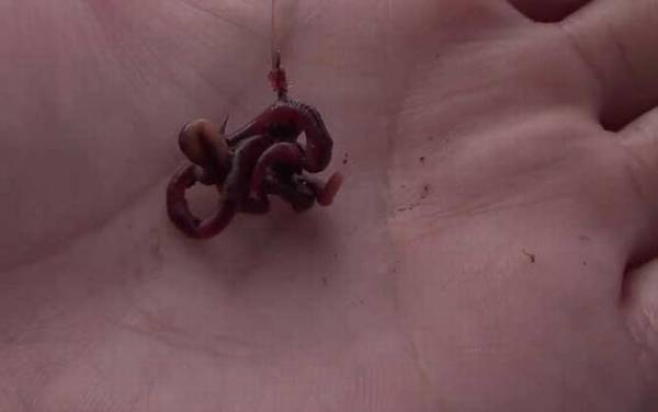 秋天钓鱼用蚯蚓可以吗?完全可以,一年四季都能用蚯蚓钓鱼!