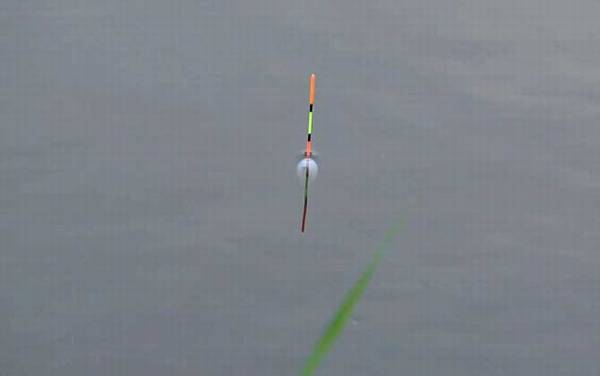 蚯蚓钓鱼调漂的正确方法,一般建议空钩调水平,钓2目或3目!