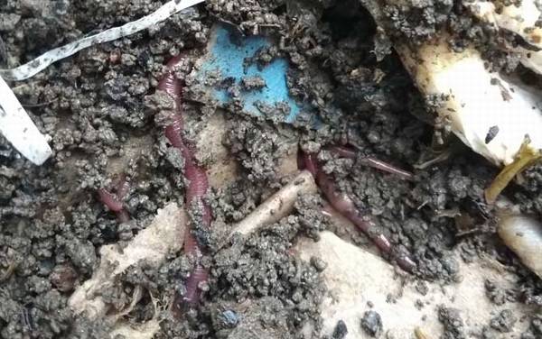 为什么蚯蚓钓不到大鱼?可能是钓法不对,蚯蚓完全能钓到大鱼!