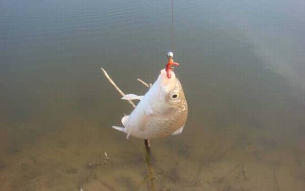 红虫和蚯蚓钓鲫鱼哪个快?红虫快,冬天红虫钓鲫鱼堪称无敌!