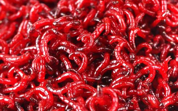 红虫是什么?实际上是摇蚊的幼虫,钓鱼人最常用的虫饵之一!