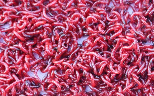红虫价格多少钱一斤?比蚯蚓贵得多,规格不同价格大不相同!