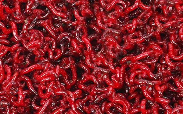 红虫价格多少钱一斤?比蚯蚓贵得多,规格不同价格大不相同!