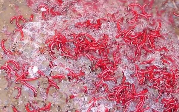 红虫有毒吗?无毒,有毒的是恙虫(恙螨科和列恙螨科动物)!