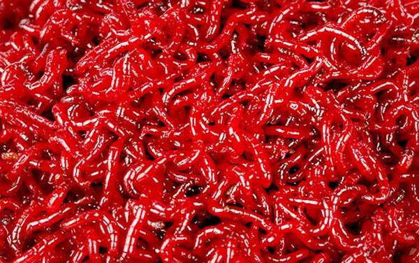 红虫怎么养?人工养殖红虫理论上很简单,但管理上非常麻烦!