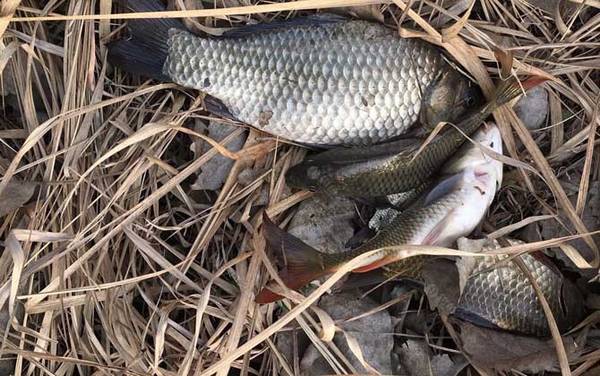 春季钓鲫鱼的技巧和方法,掌握这7个关键技巧,下竿就有口!