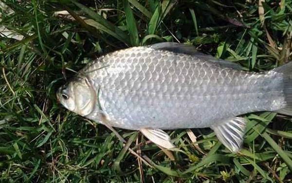 野钓鲫鱼怎么调漂出口最准确?要综合考虑鱼情、水情和季节!