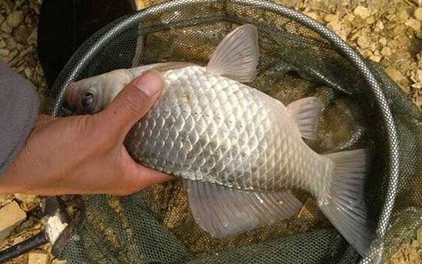 野钓鲫鱼怎么调漂出口最准确?要综合考虑鱼情、水情和季节!