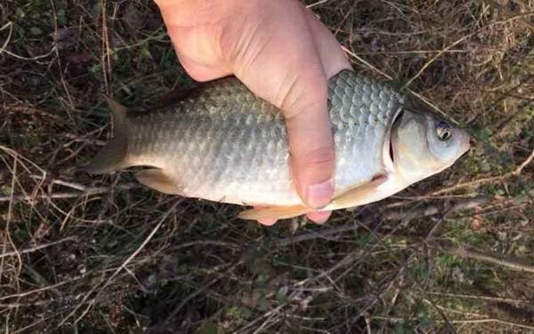 野钓鲫鱼调几钓几适合?没有一定,取决于鱼情、水情和季节!