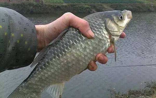 野钓鲫鱼调几钓几适合?没有一定,取决于鱼情、水情和季节!