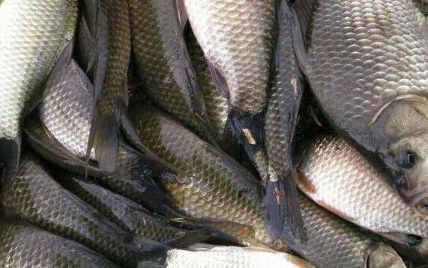 野钓鲫鱼的特效小药,鱼情、季节等不同,适用的小药也不同!