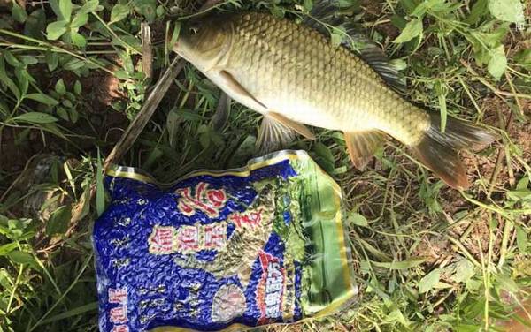 野钓鲫鱼最佳窝料配方,最常用的是酒米,也可以自制鲫鱼窝料!