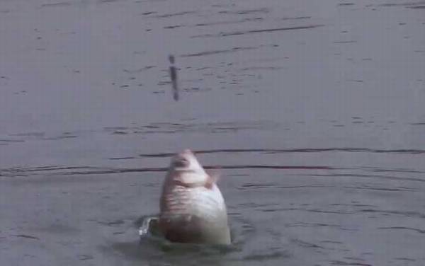 小鲫鱼太多如何钓大鲫鱼?掌握这5点,避开小鲫鱼专钓大鲫鱼!