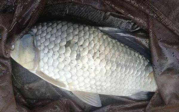 诱鲫鱼最快的窝料配方,试试这7个配方,窝子里全部是大鲫鱼!