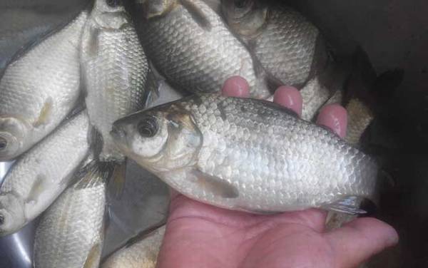 诱鲫鱼最快的窝料配方,试试这7个配方,窝子里全部是大鲫鱼!