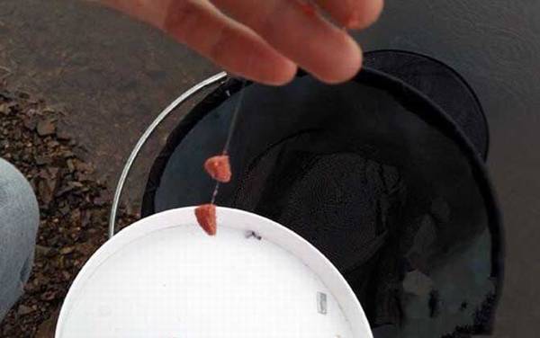 饵料搭配的原则和技巧,有两个关键点,一是味型,二是状态!