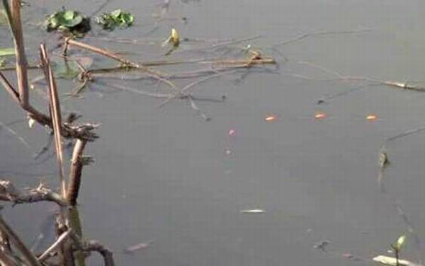 七星漂标准调漂步骤,同样先要重铅找底,然后剪铅皮调灵敏度!