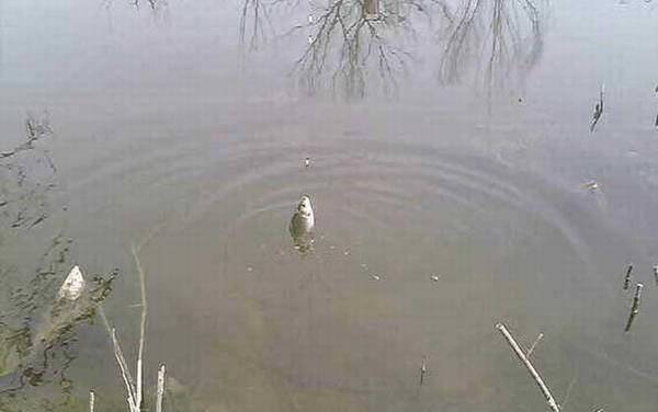 七星漂标准调漂步骤,同样先要重铅找底,然后剪铅皮调灵敏度!