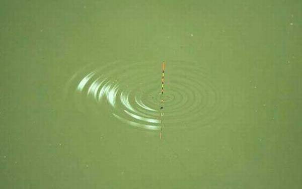 黑漂为什么会跑鱼?黑漂上鱼率并不高,多数是小鱼闹窝引起的!