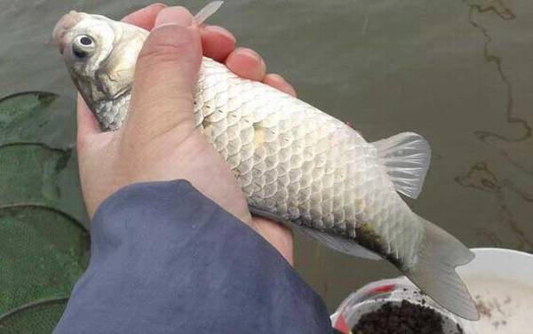 春季钓鱼有什么技巧?掌握这6个钓鱼技巧,春季钓鱼轻松爆护!